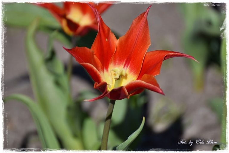 Sag es mit Blumen Das KreadankenCafe