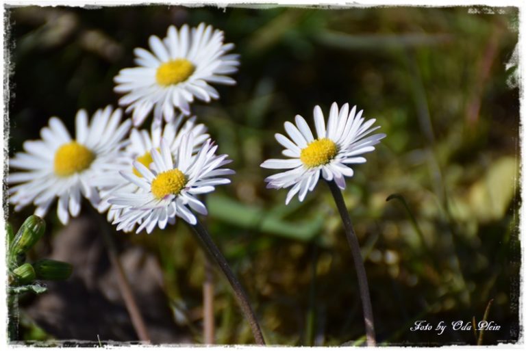 Sag es mit Blumen Das KreadankenCafe